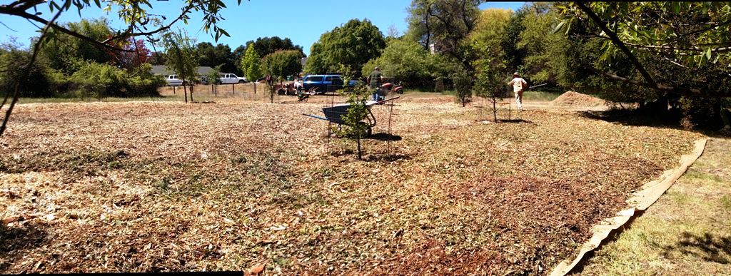 Some of the area that was covered with butcher paper and mulch